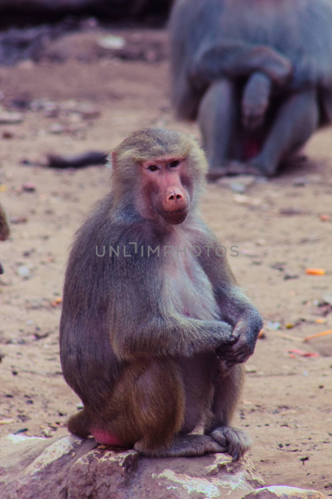 Baboon Monkey living, eating and playing in the Savanna standing on mountains and rocks