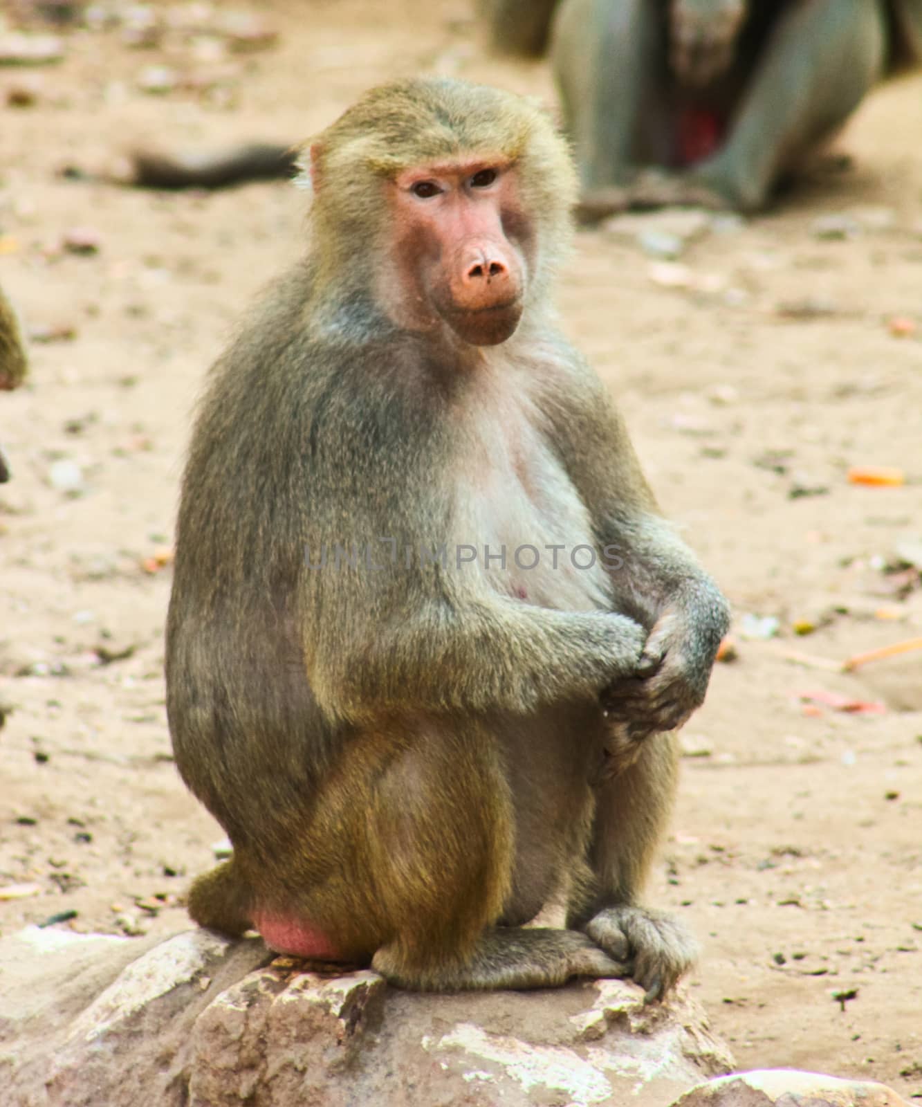 Baboon Monkey chilling by BassemAdel