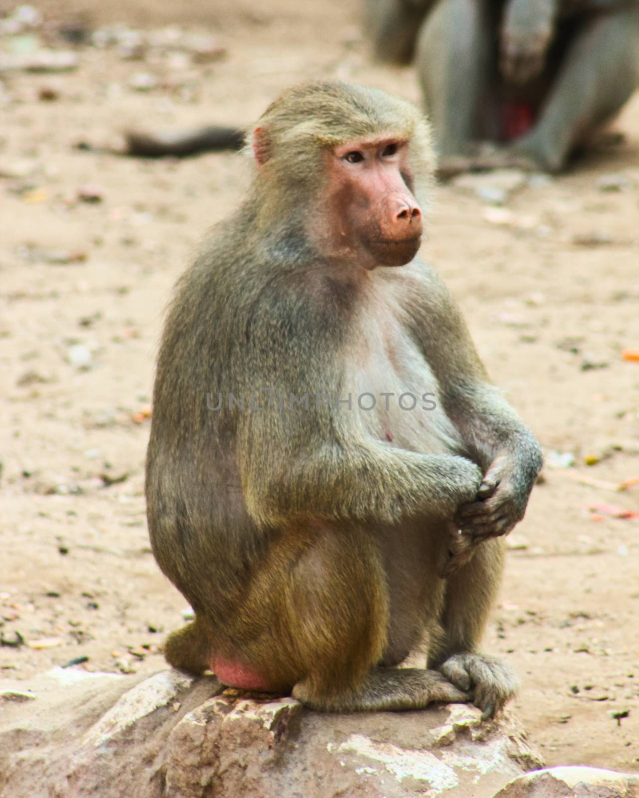 Baboon Monkey living, eating and playing in the Savanna standing on mountains and rocks