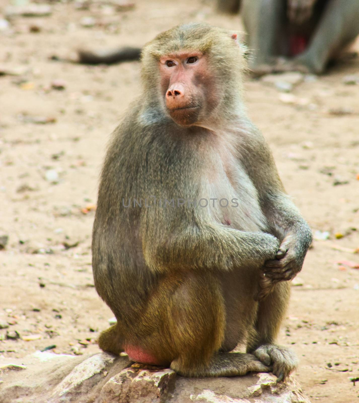 Baboon Monkey living, eating and playing in the Savanna standing on mountains and rocks
