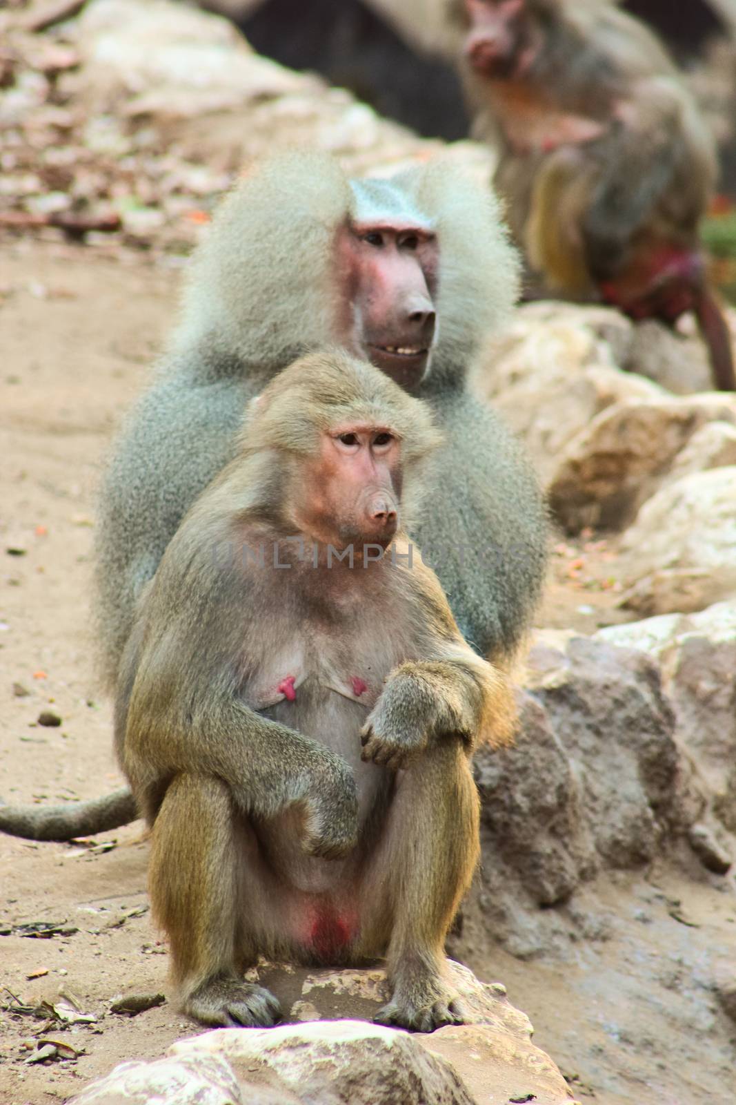 Baboon Monkey living, eating and playing in the Savanna standing on mountains and rocks