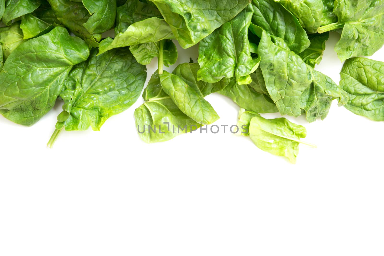 Fresh spinach leaves isolated on white.