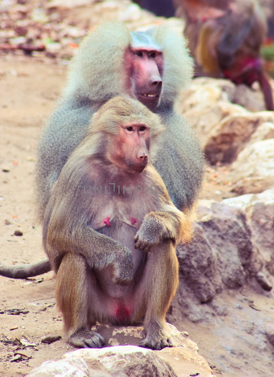 Baboon Monkey living, eating and playing in the Savanna standing on mountains and rocks