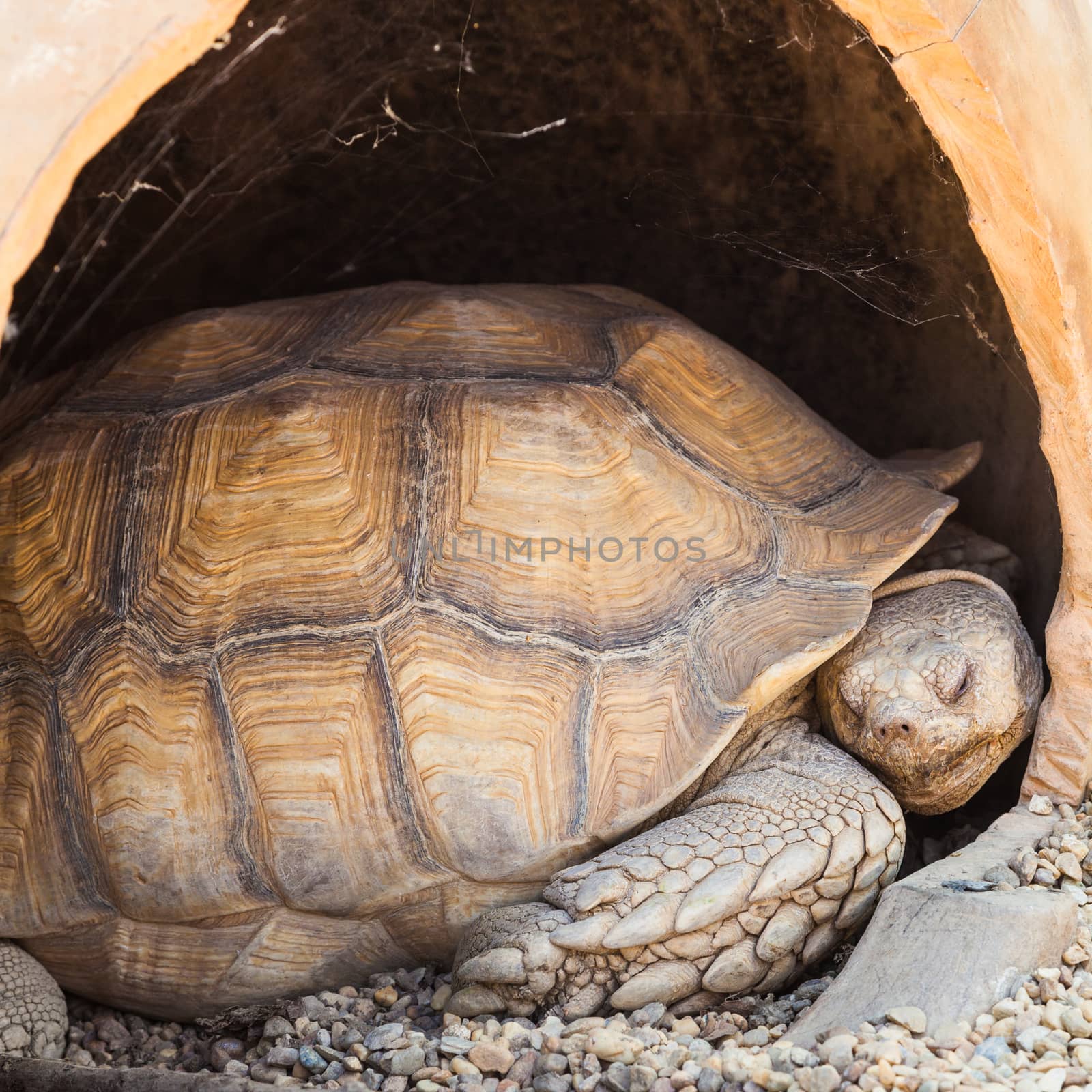 African Spurred Tortoise by Perseomedusa