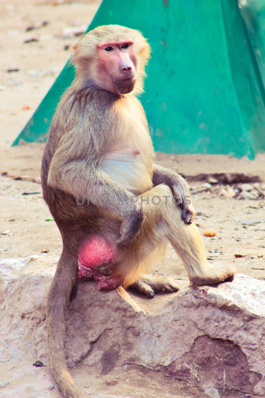 Baboon Monkey chilling by BassemAdel