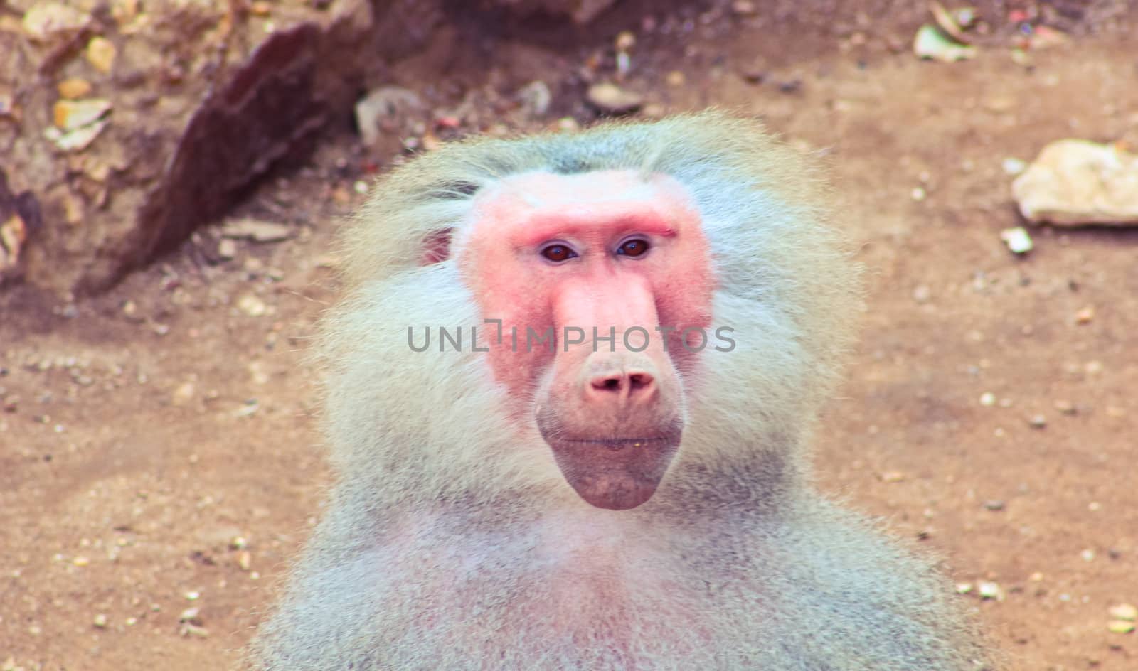 Baboon Monkey chilling by BassemAdel