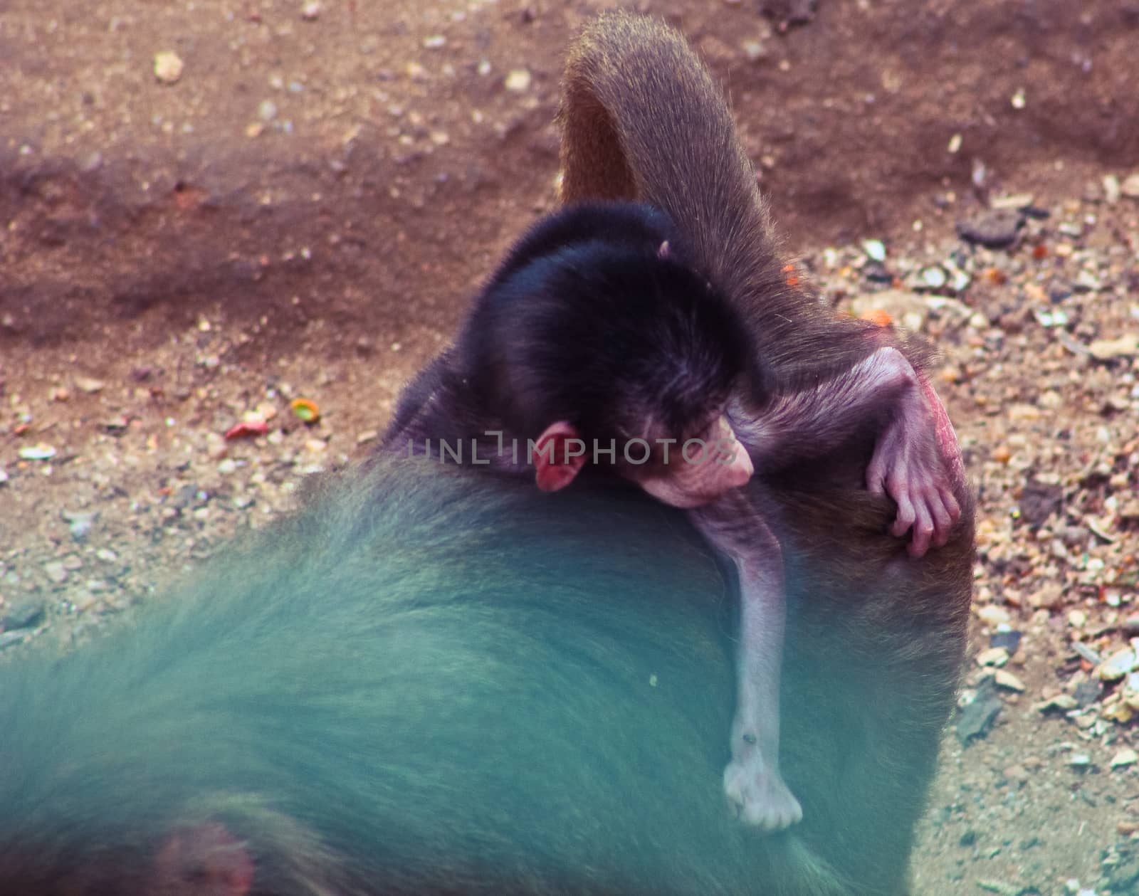 Baboon Monkey living, eating and playing in the Savanna standing on mountains and rocks