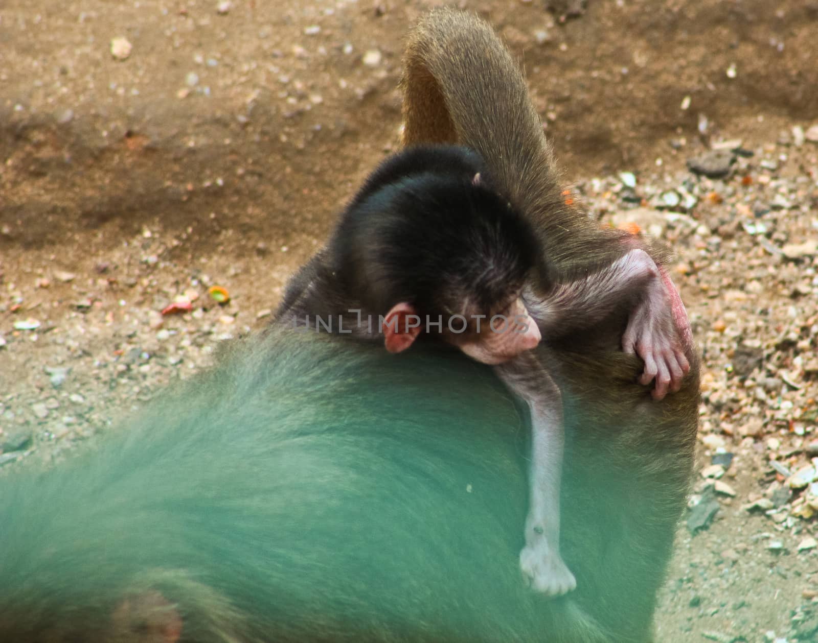 Baboon Monkey chilling by BassemAdel