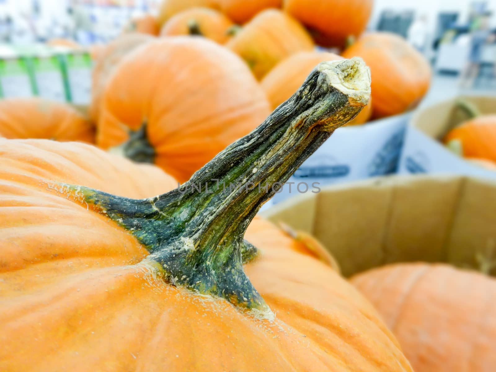 harvested pumpkins in store for sale by digidreamgrafix