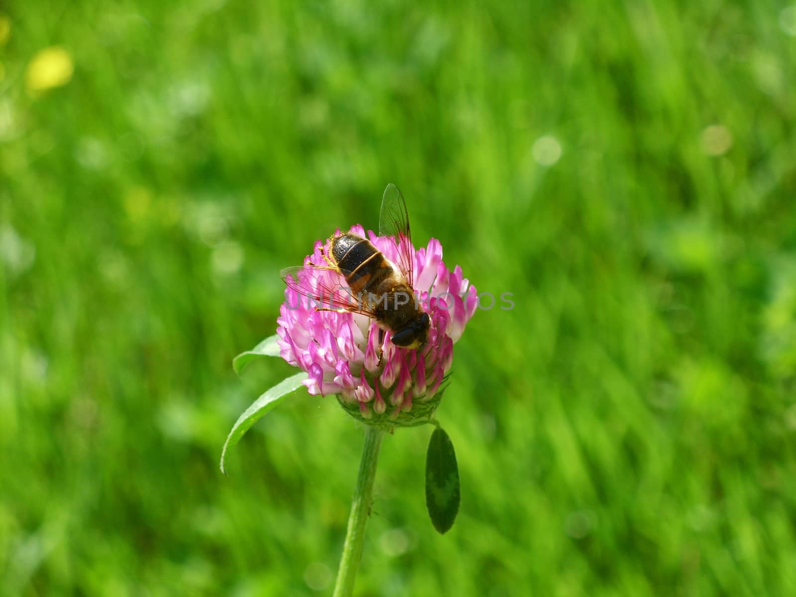 Bee collect pollen on red clover flower on green grass background