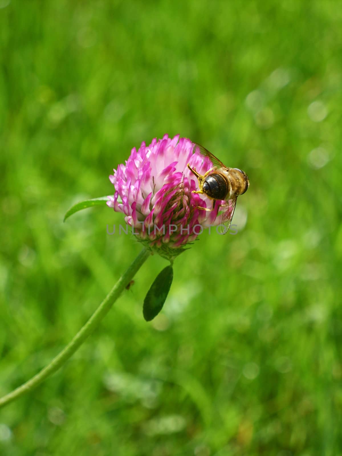 Bee collect pollen on red clover flower on green grass background