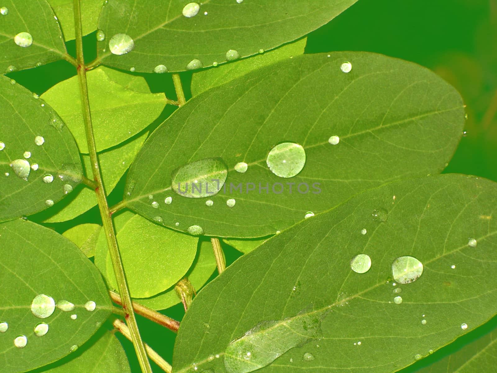 Leaves with dew