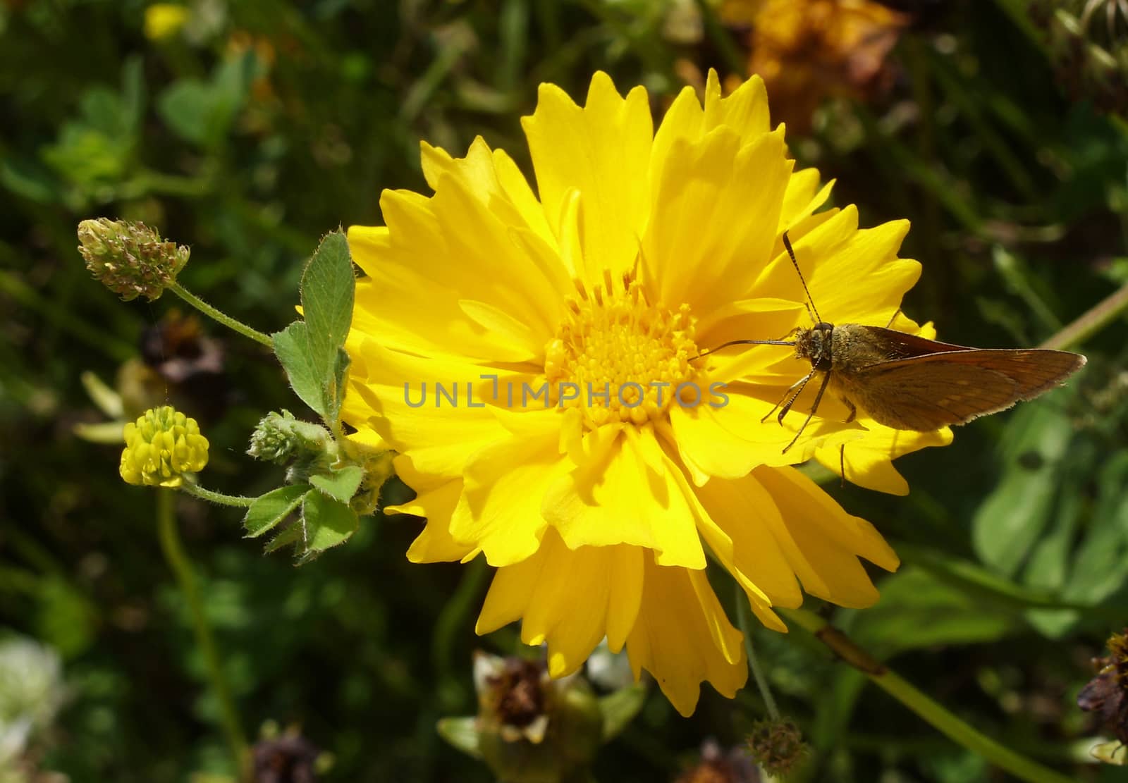 Butterfly collect pollen on Coreopsis on green grass background