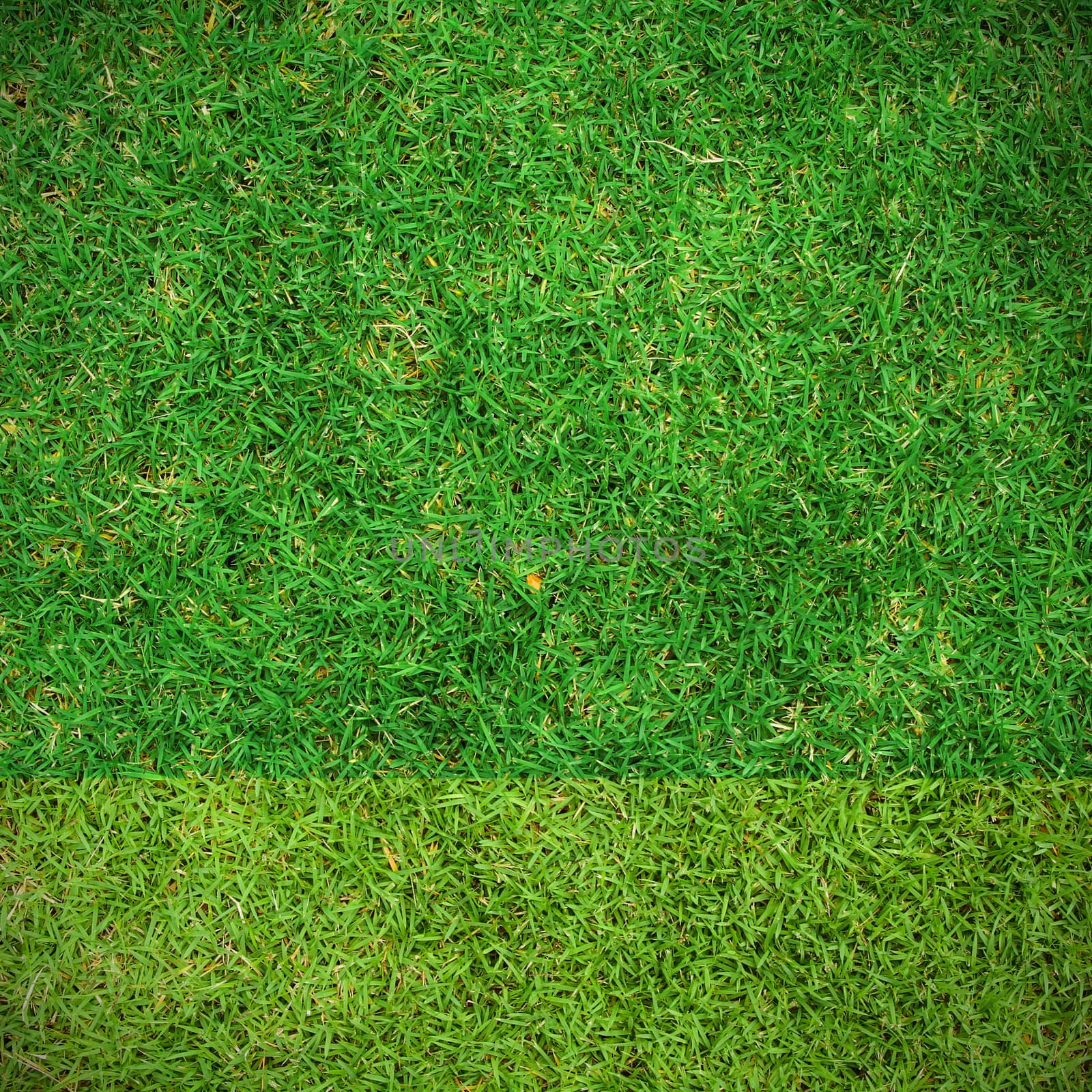 Fresh green grass top view with for background