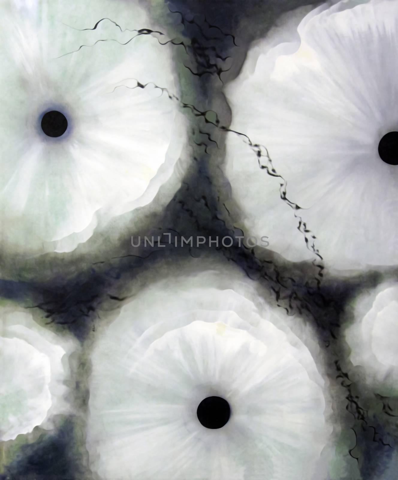 White flowers on black, original abstract oil painting, digital treatment. 