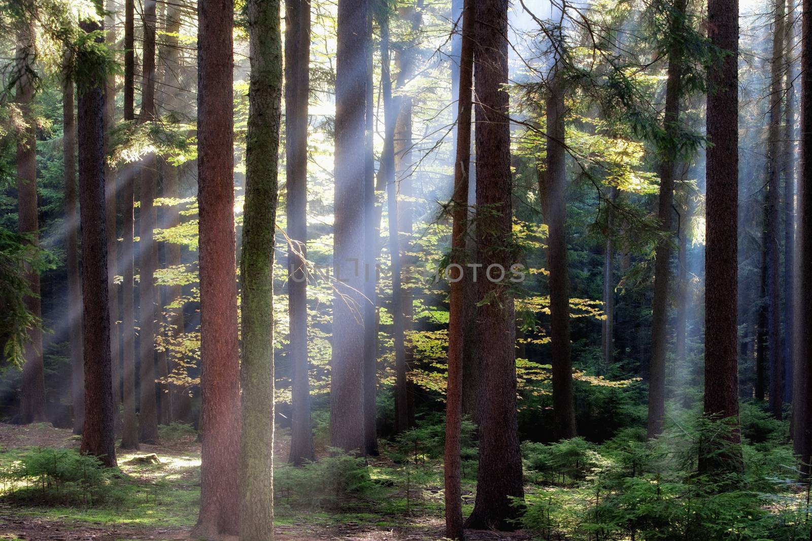 autumn forest scene with sunrays shining through branches