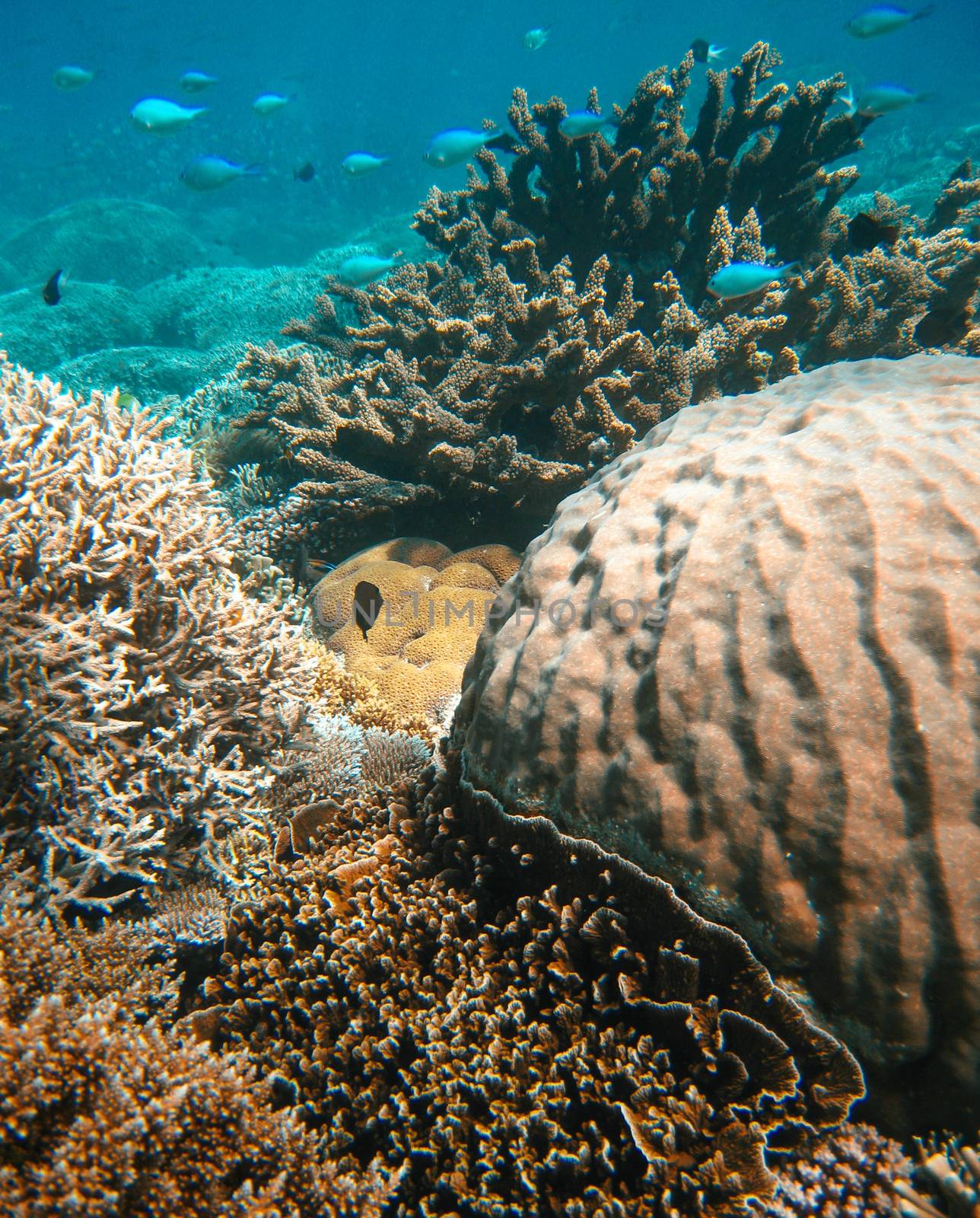 Underwater sea life in Queensland. Australian Coral Reef.