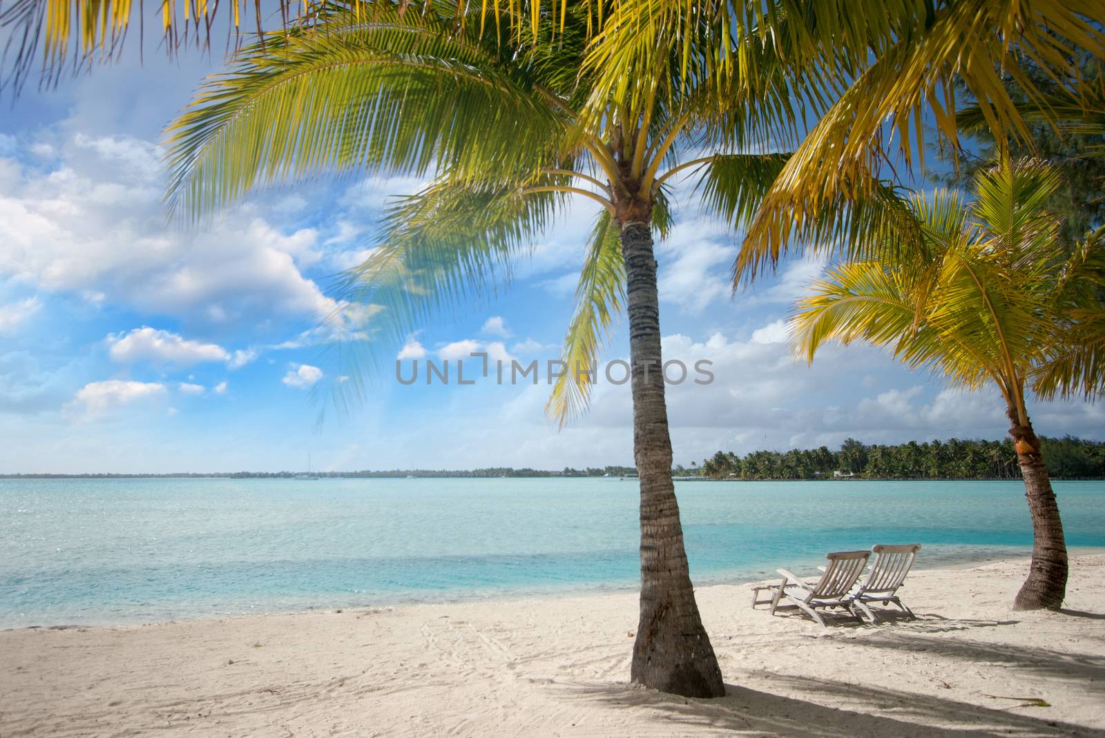 Beautiful marine landscape with tree on a pristine beach by jovannig