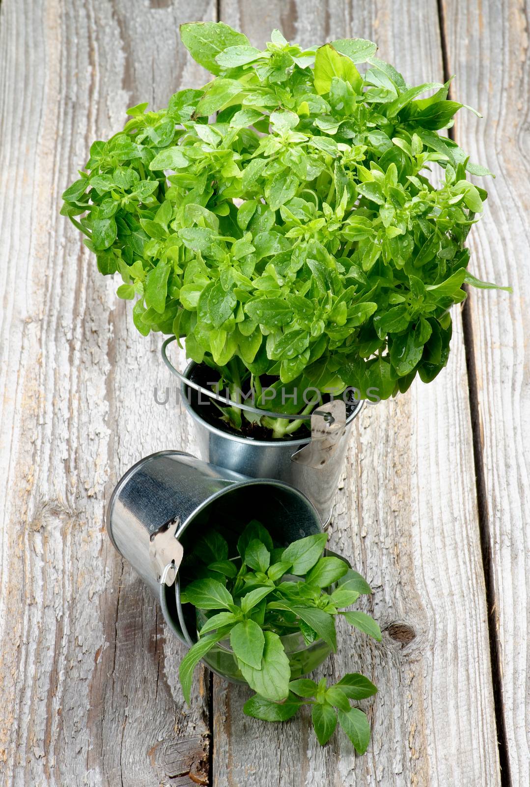 Fresh Raw Green Basil Leaves in Two Tin Buckets isolated on Rustic Wooden background