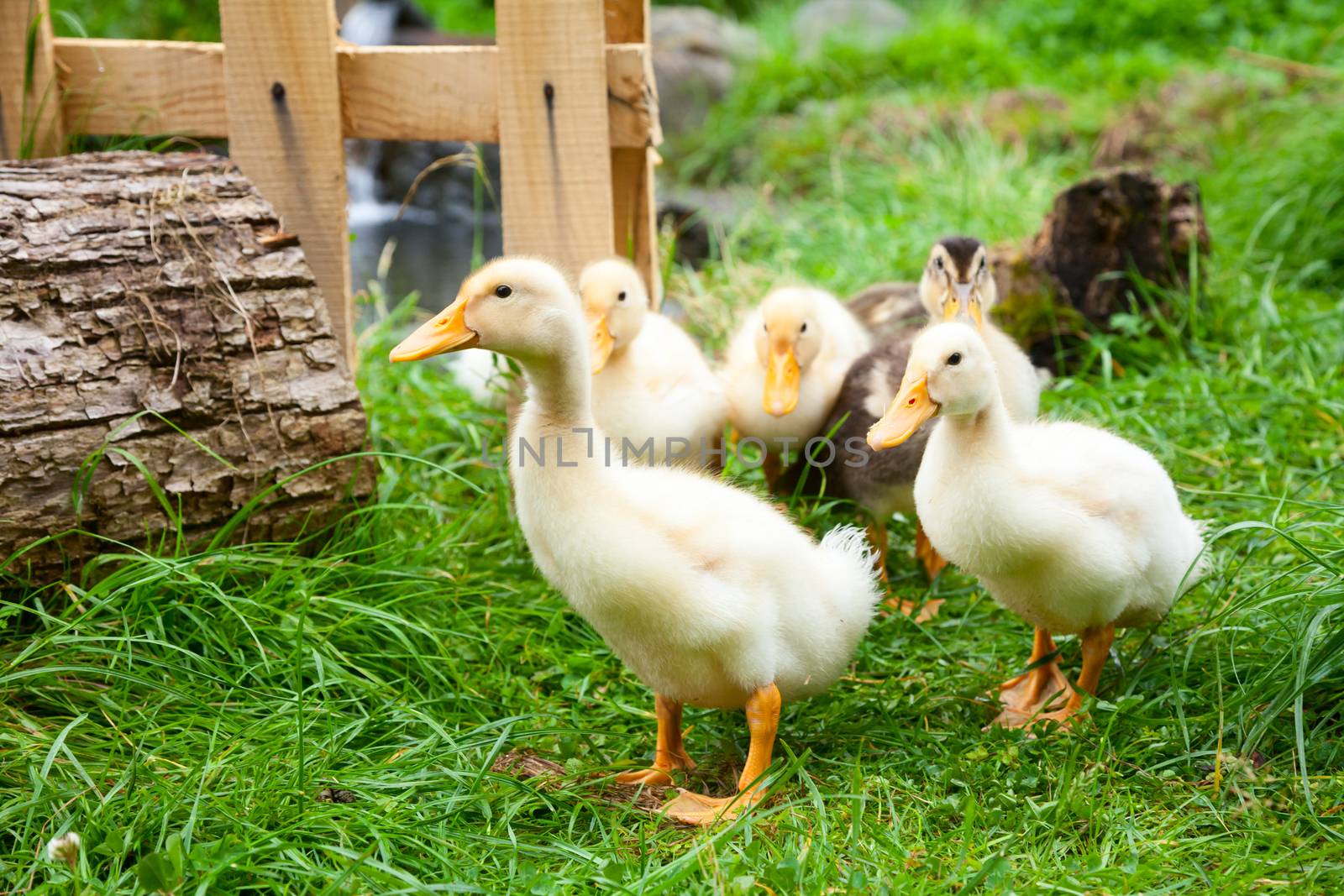 Cute fluffy goslings at a farm