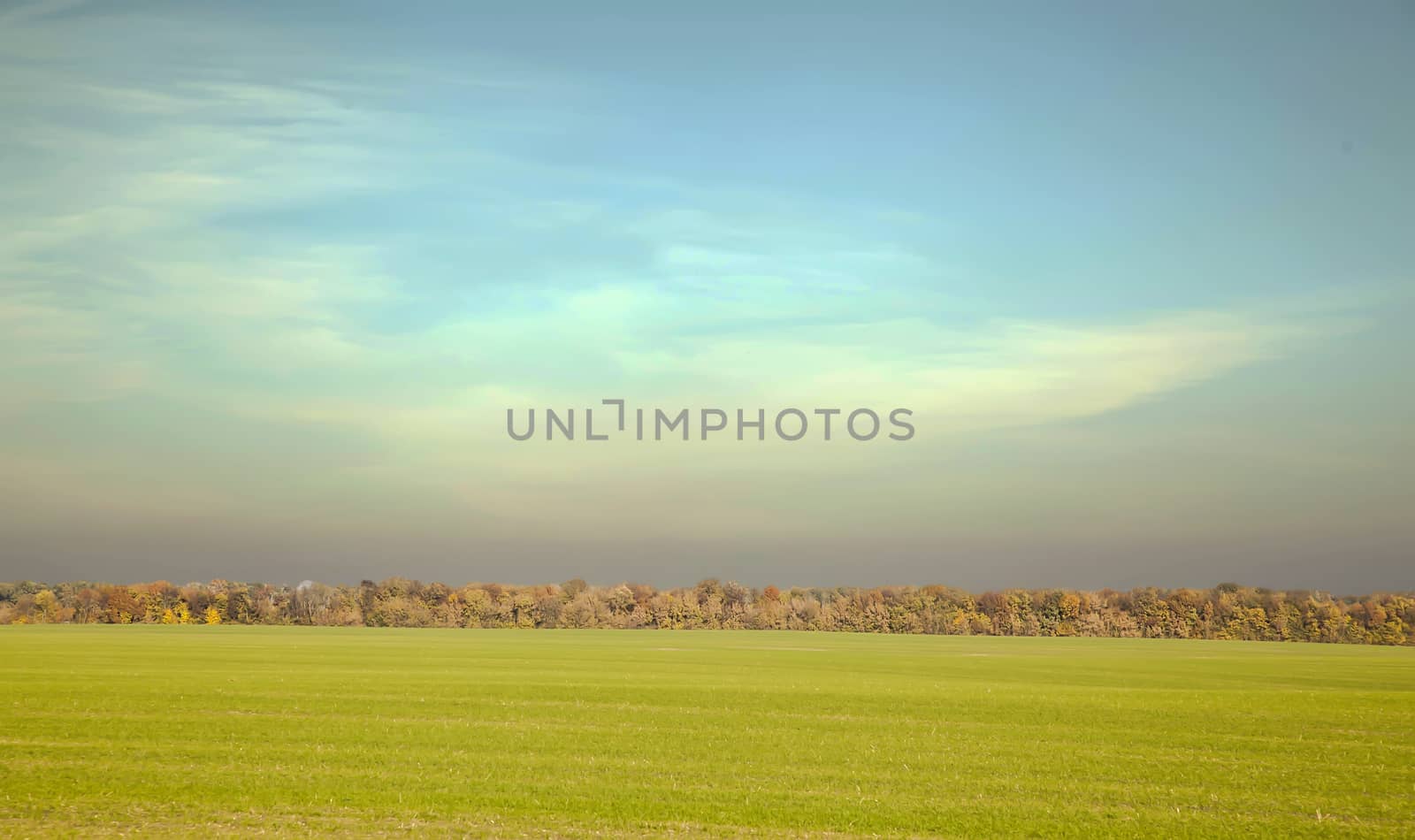 Autumn meadow with green grass and yellow trees by RawGroup