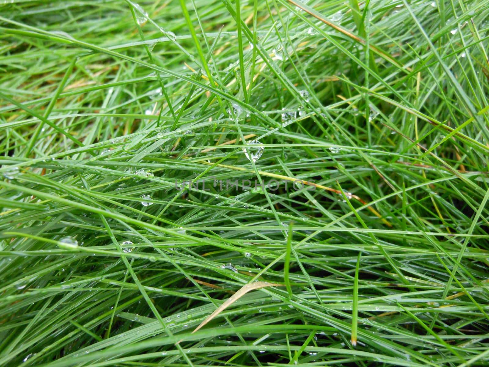 Close-up of green grass after a rainfall.