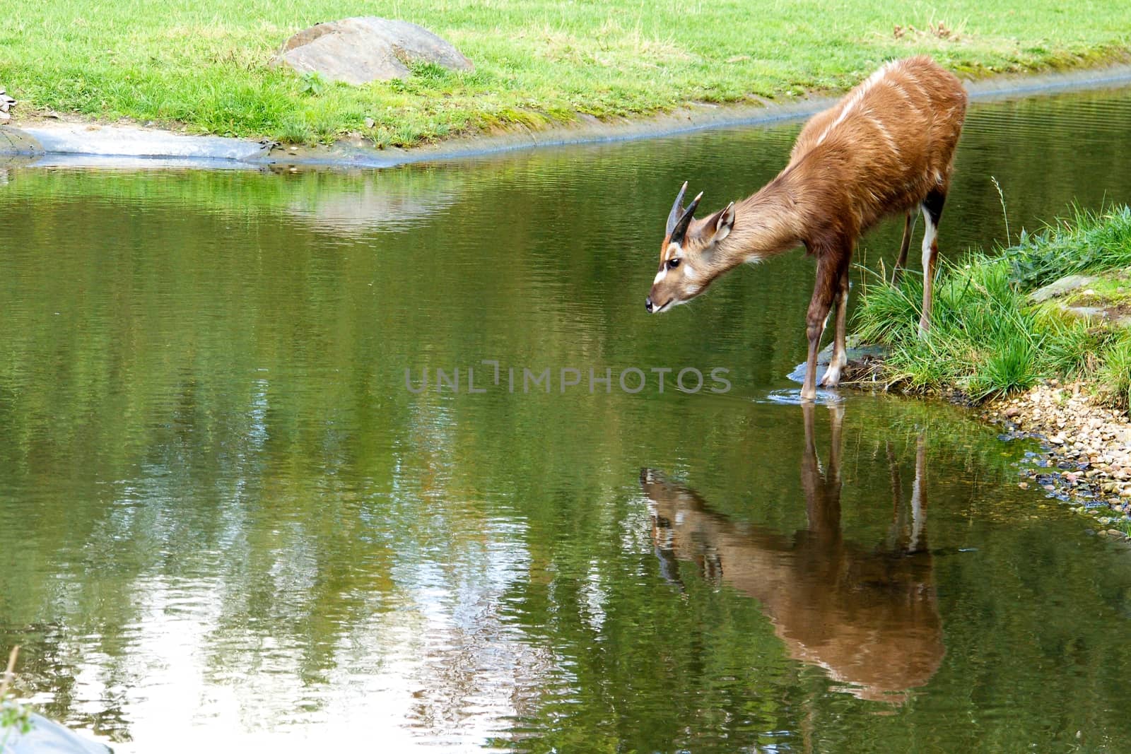 Photo shows a closeup of a wild antelope in the nature.