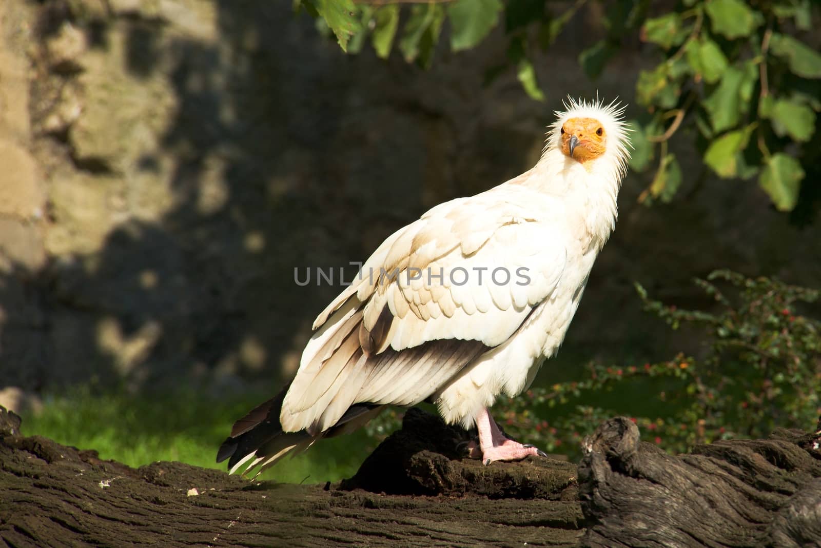 Wild bird in the wood by Dermot68