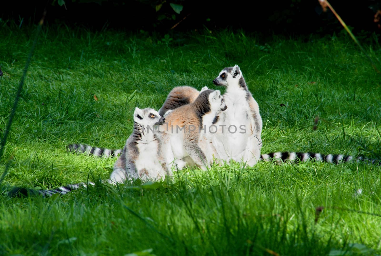 Photo shows a closeup of a lemur family on the grass.