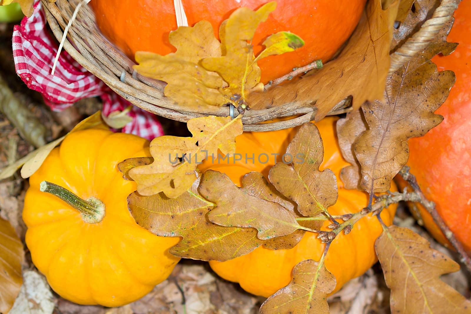 Photo shows a closeup of an autumn various vegetable in the wood.