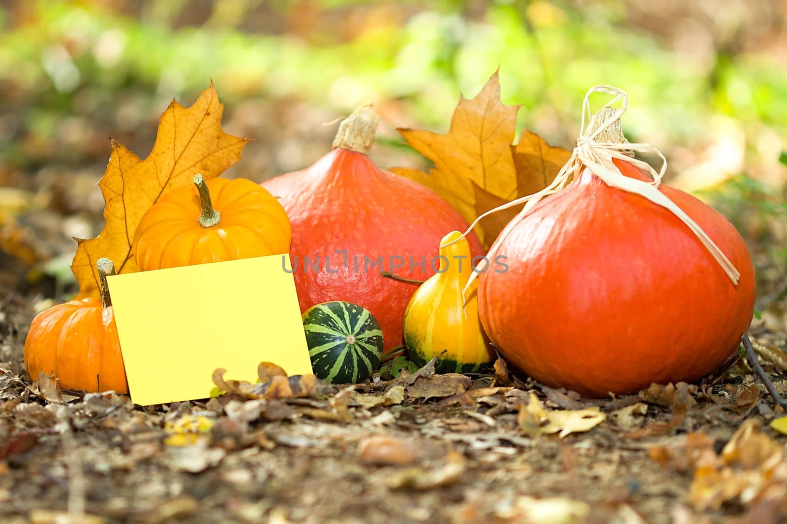 Photo shows a closeup of an autumn various vegetable with the greeting card.