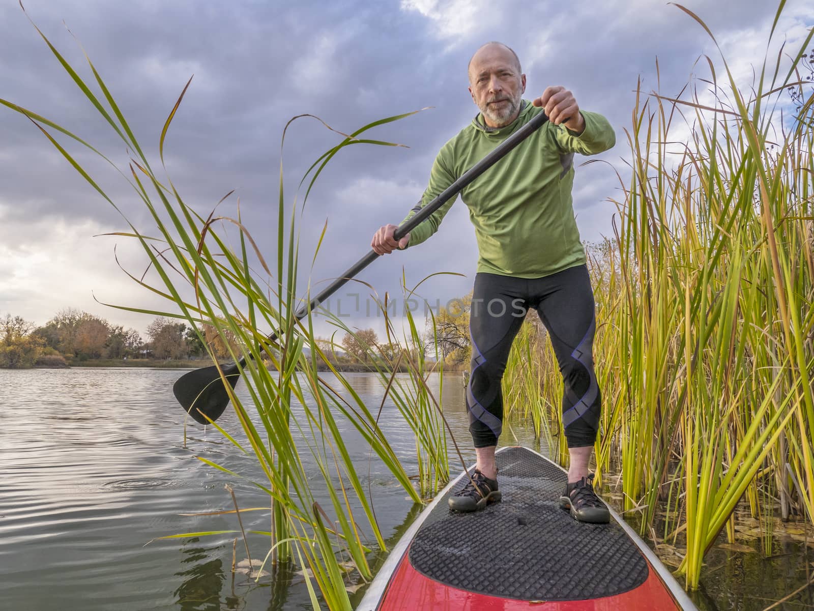senior paddler enjoying stand up paddling on lake among cattail