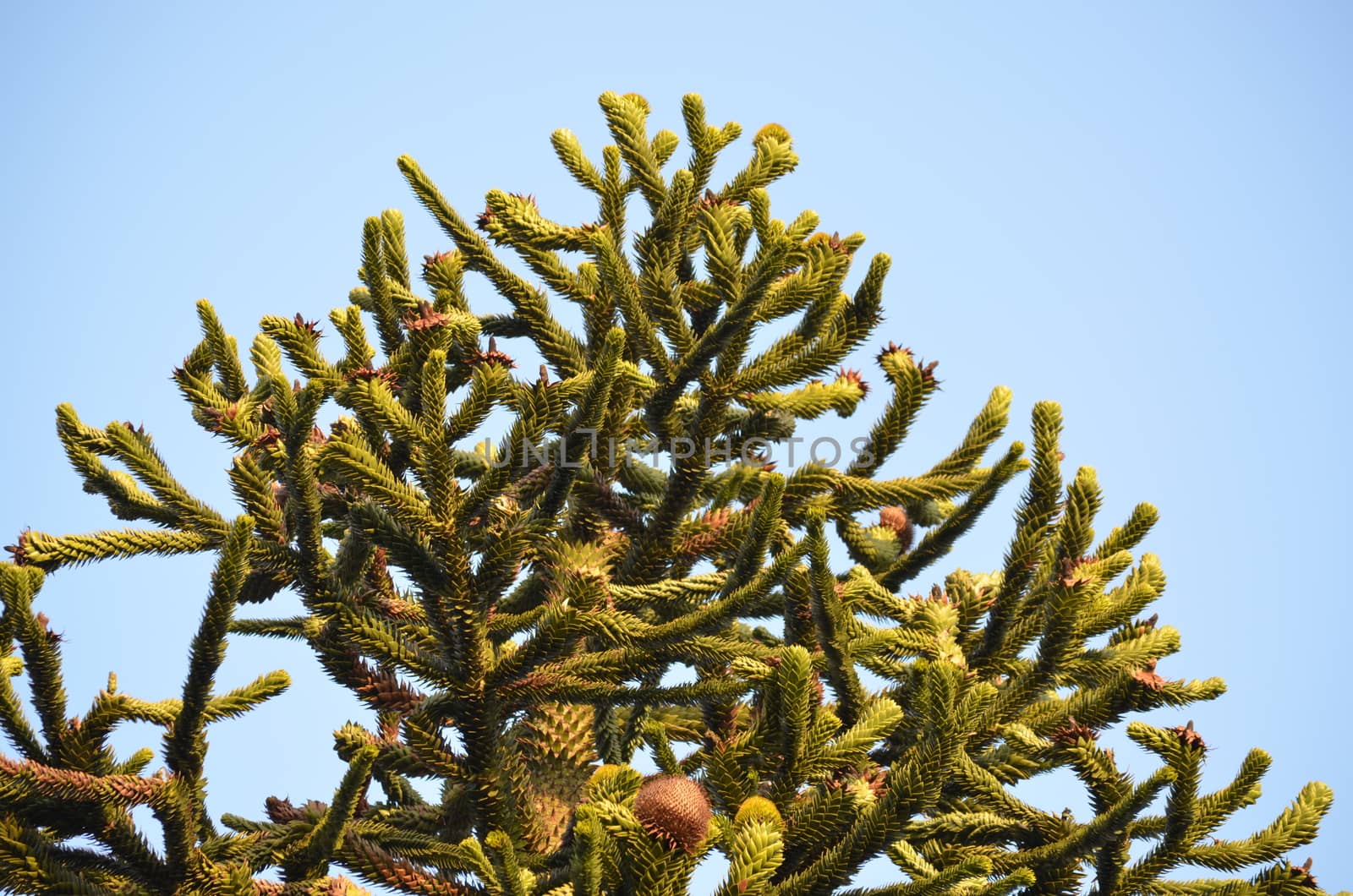 Araucaria has different names: "tree snake, shed fir monkey tail tree called etc, is a plant which belongs to the family of (Araucariaceae).
