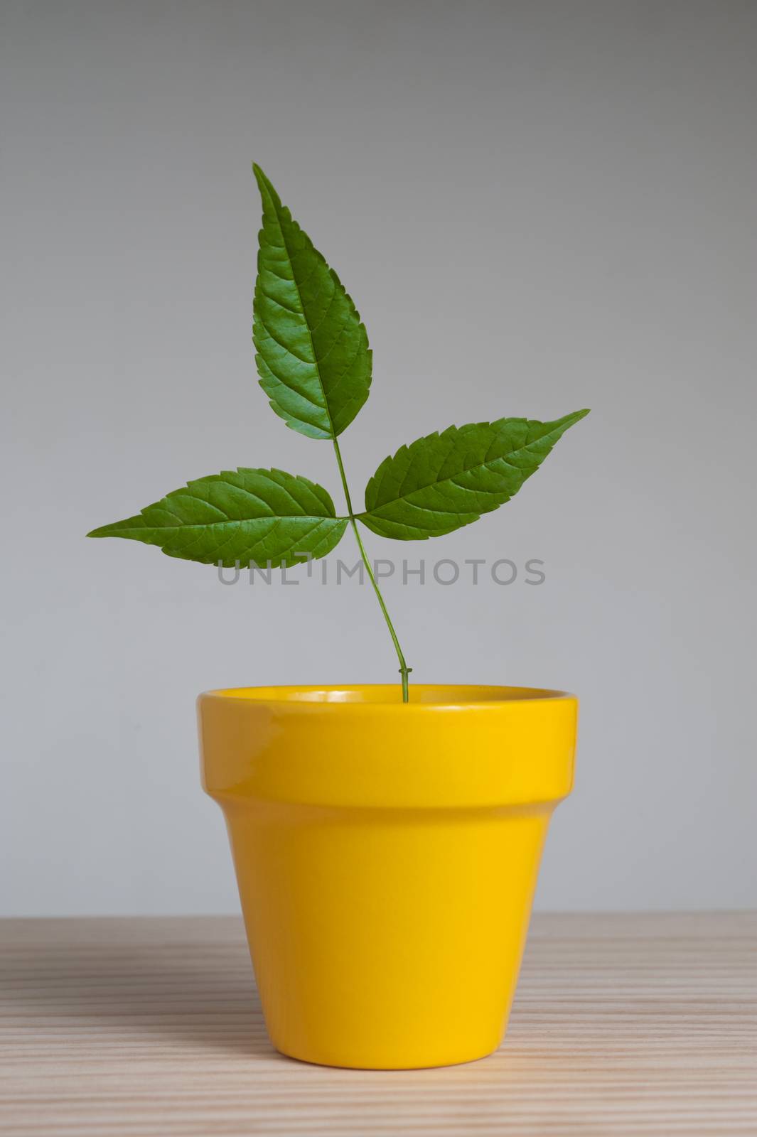 Young plant  with three leaves in yellow clay pot 