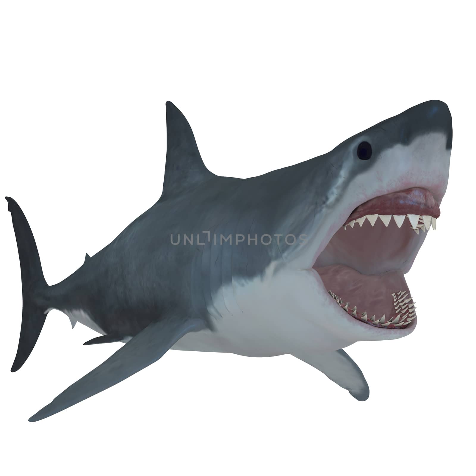 The Great White Shark is the largest predatory fish in the sea and can grow to 26 feet and live to 70 years.