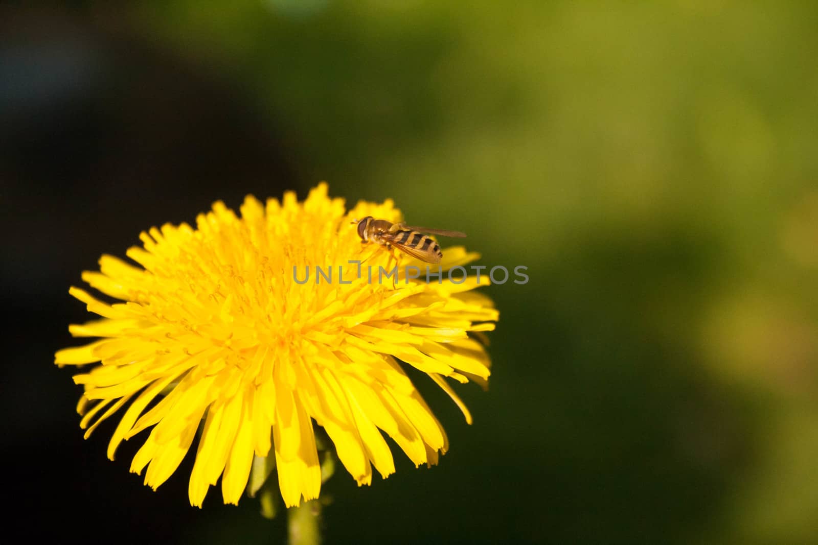 A hoverfly on a dandelion in a garden.