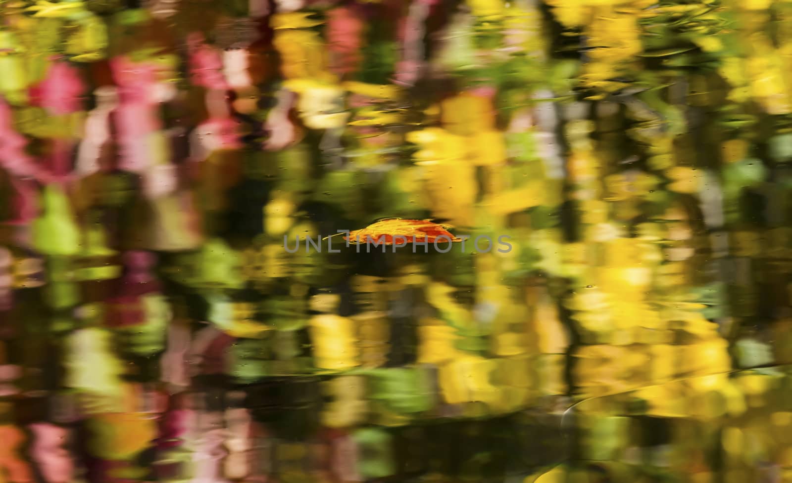 Floating Autumn Leaf Abstract Reflection Fall Colors Wenatchee River Washington by bill_perry