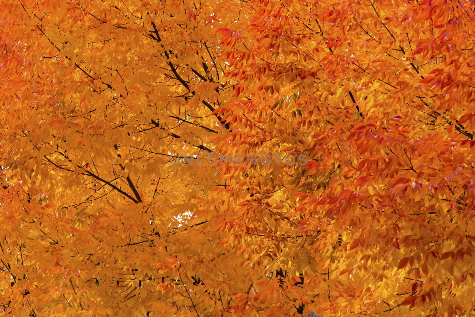 Orange Yellow Maple Leaves Fall Colors Leavenworth Washington Make Patterns and Designs