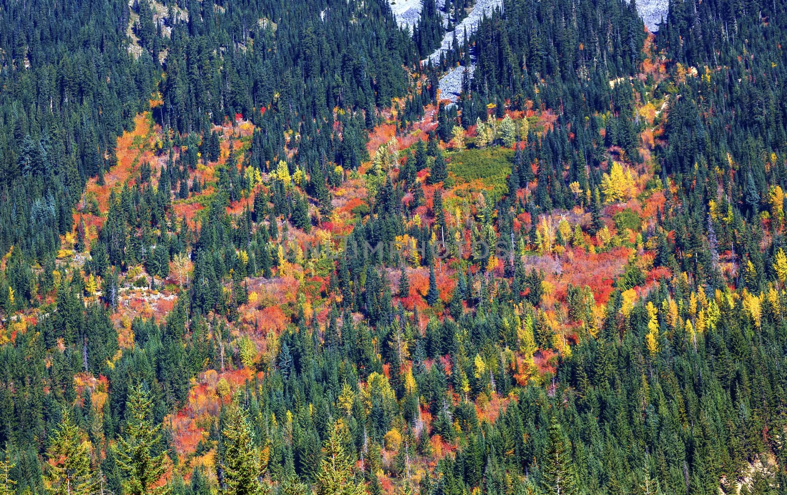 Fall Colors Mountain Sides Forest Stevens Pass Leavenworth Washington