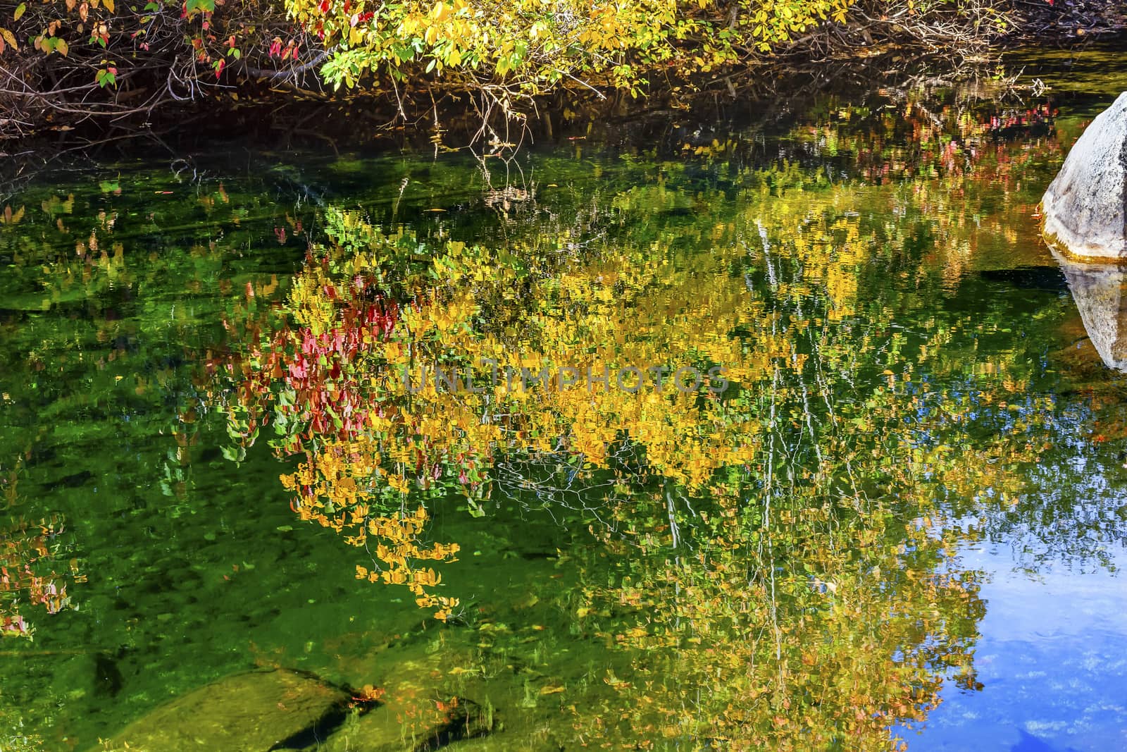 Yellow Red Leaves Fall Colors Reflection Abstract Wenatchee River Washington by bill_perry