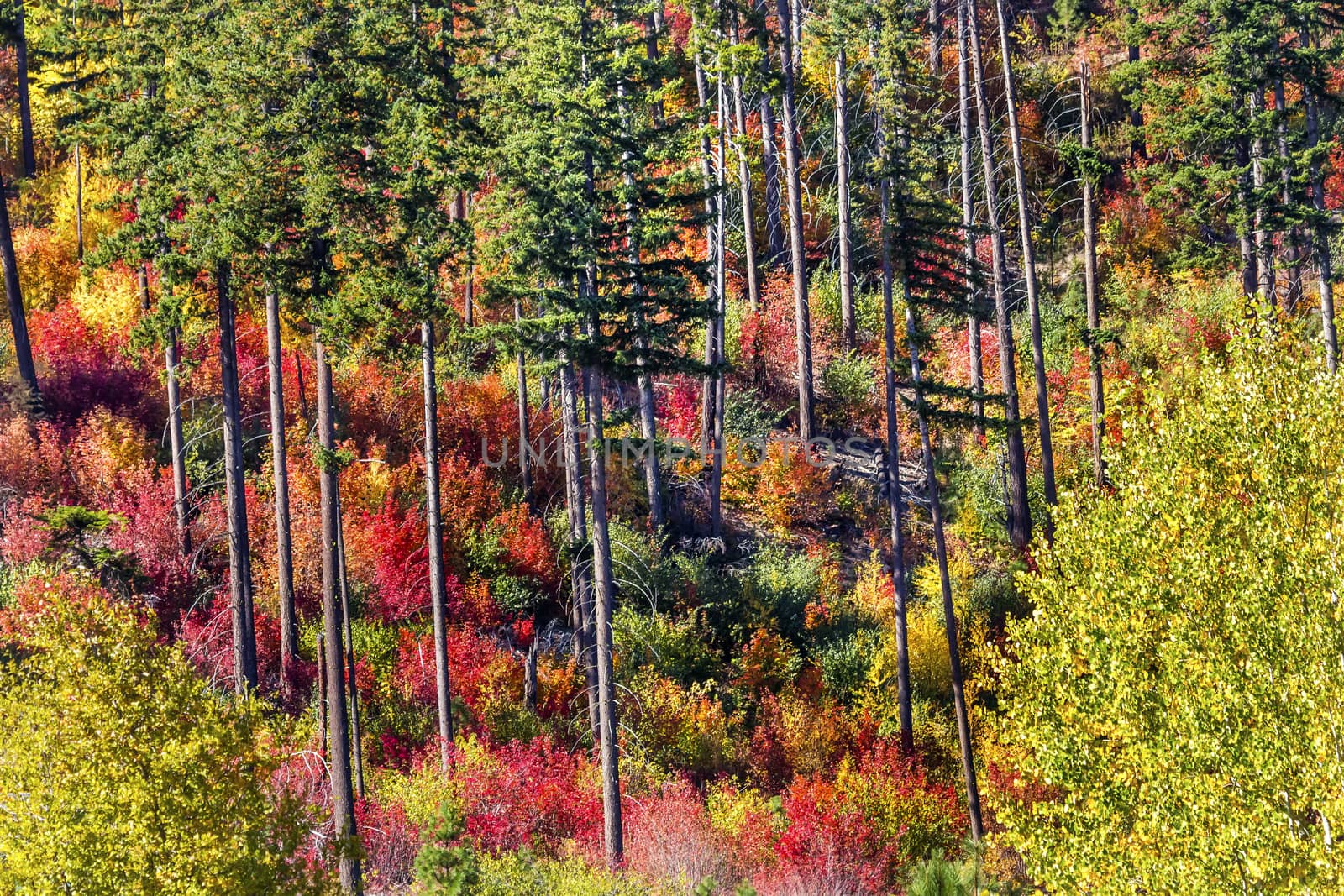 Fall Colors Mountain Sides Forest Stevens Pass Leavenworth Washington