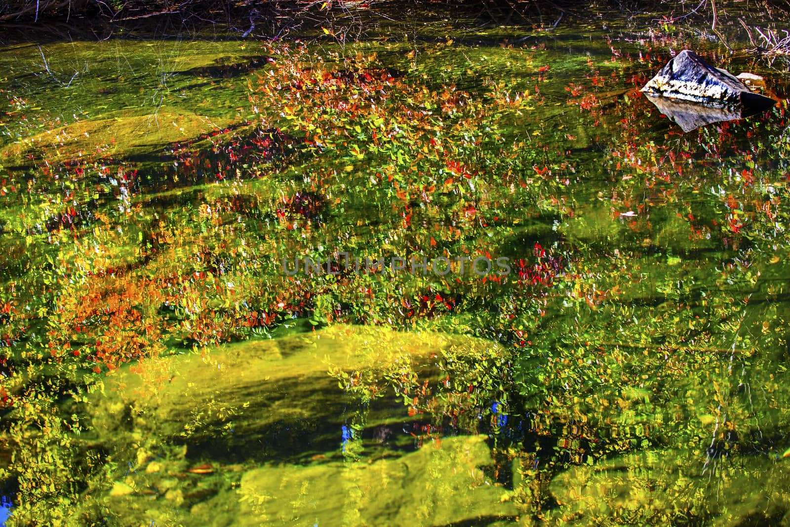 Yellow Red Leaves Fall Colors Reflection Abstract Wenatchee River Washington by bill_perry