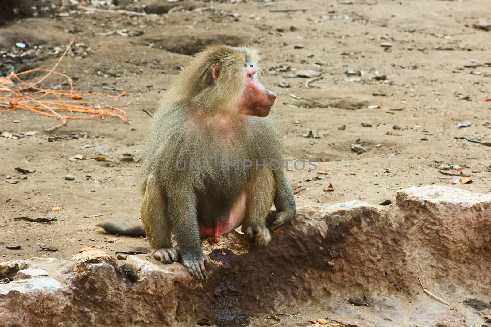 Baboon Monkey chilling in the zoo