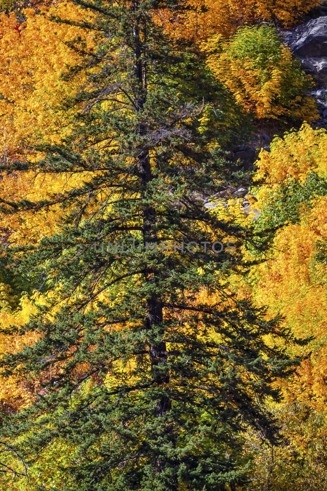 Fall Yellow Green Colors Mountain Sides Evergreen Forest Stevens Pass Leavenworth Washington