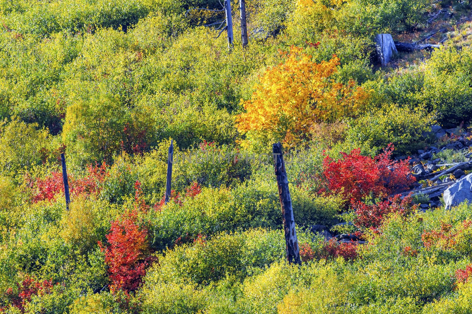 Fall Colors Mountain Sides Forest Stevens Pass Leavenworth Washington