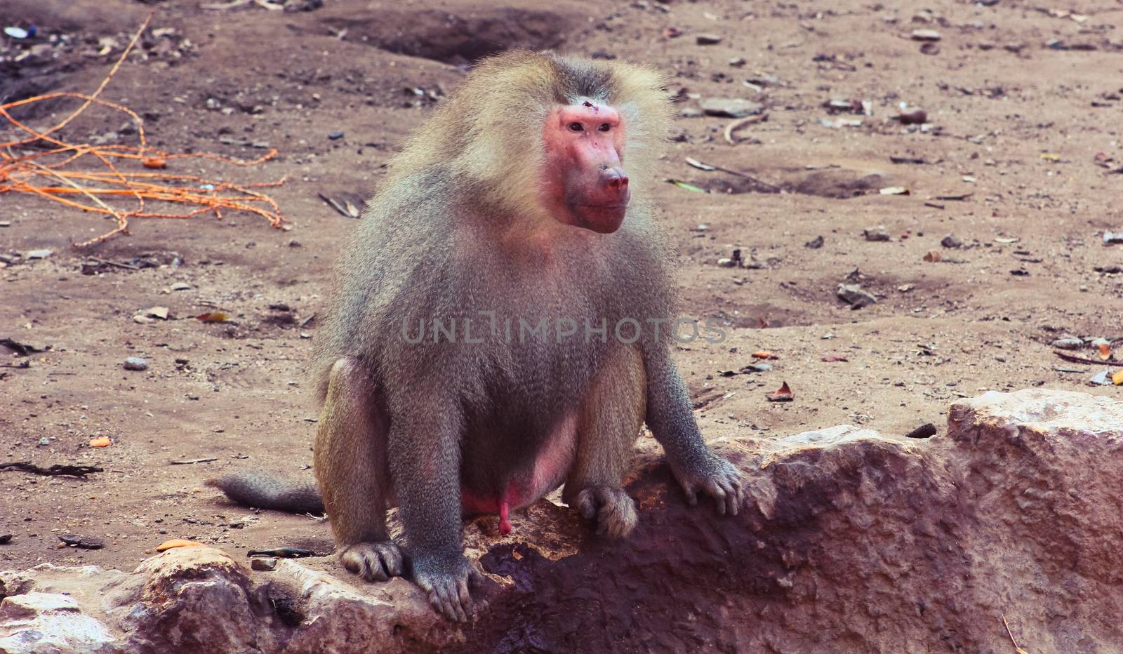 Baboon Monkey chilling in the zoo