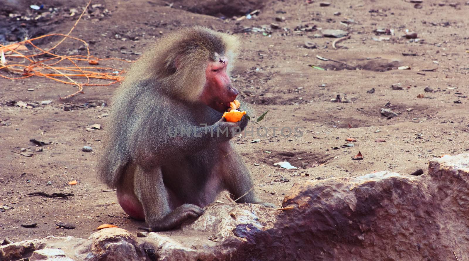 Baboon Monkey chilling in the zoo