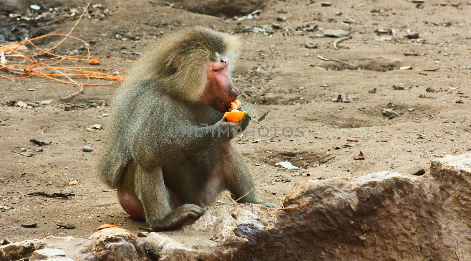 Baboon Monkey chilling in the zoo by BassemAdel