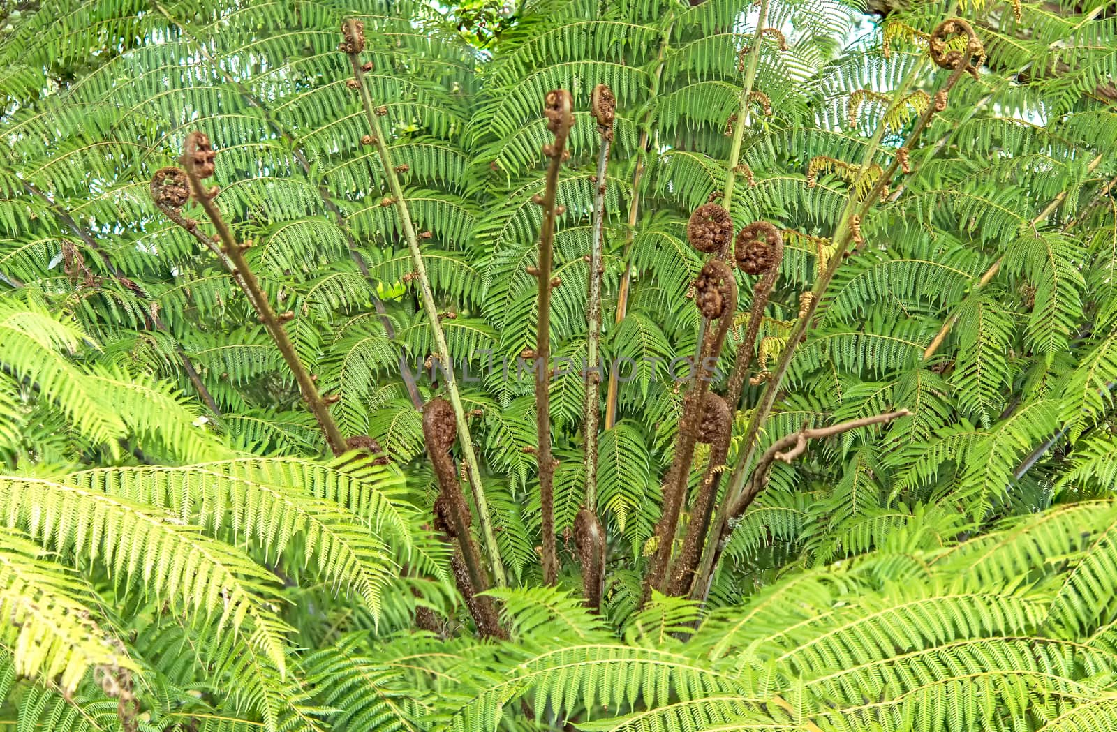 New Zealand fern koru growing in botany garden