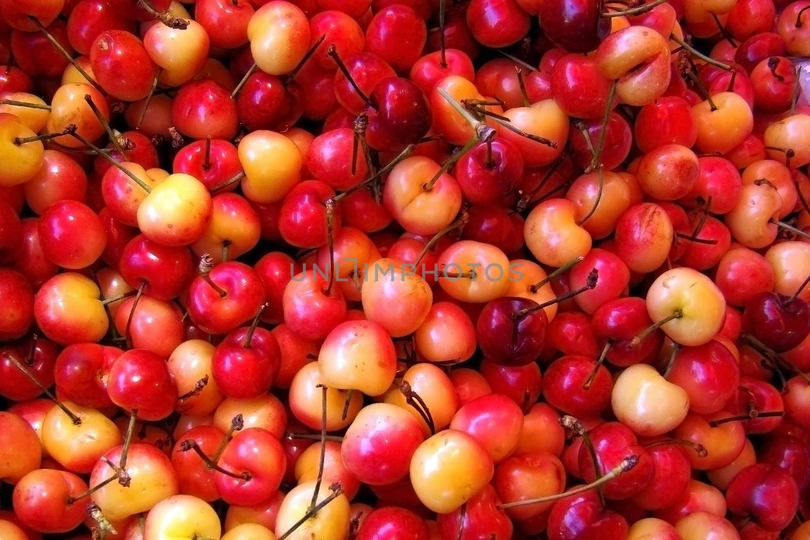 fresh picked cherries by hicster